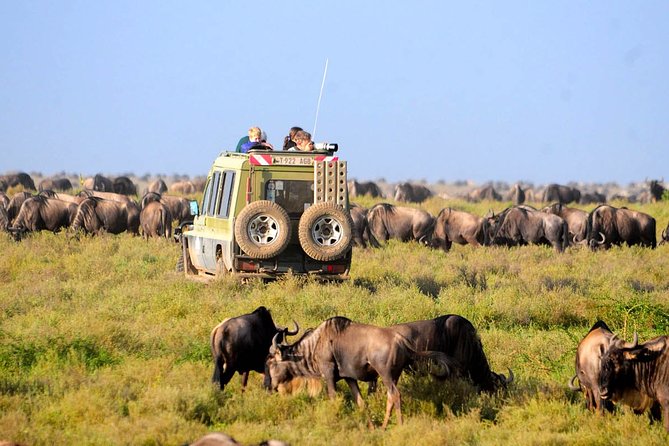 8 Days 7 Nights Tanzania Wildlife & Culture Lodge Safari - Traveler Reviews
