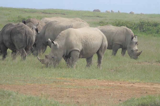 8 Days Amboseli Great Rift Valley Lakes & Masai Mara - Safari Vehicle and Group Size