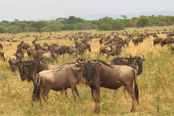 8 Days Amboseli Great Rift Valley Lakes & Masai Mara - Included Meals and Accommodations