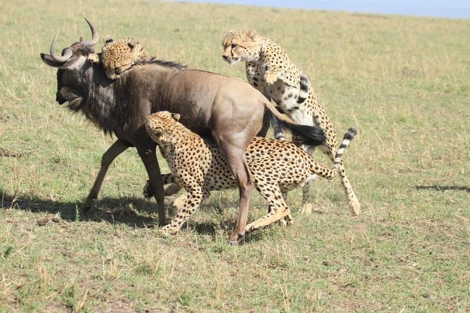 8 Days Amboseli Great Rift Valley Lakes & Masai Mara - Meeting and Pickup Arrangements
