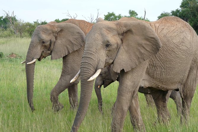 8 Days Amboseli Great Rift Valley Lakes & Masai Mara - Additional Traveler Information