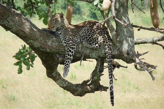 8 Days Amboseli Great Rift Valley Lakes & Masai Mara - Cancellation and Capacity Policy