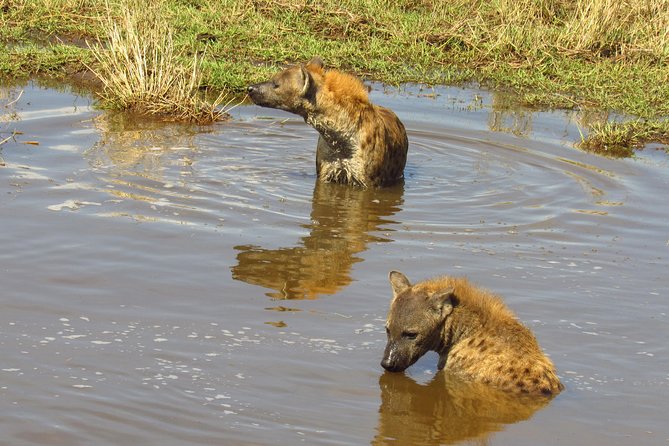8 Days Amboseli Great Rift Valley Lakes & Masai Mara - Safari Guides and Wildlife Spotting