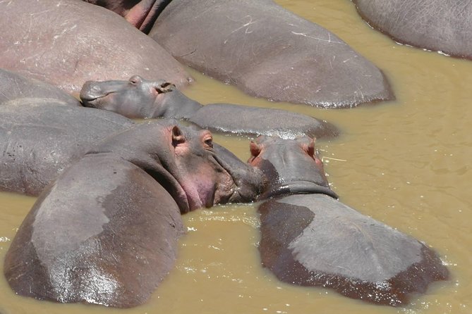 8 Days Amboseli Lake Nakuru Masai Mara Lake Naivasha Safari - Included Experiences