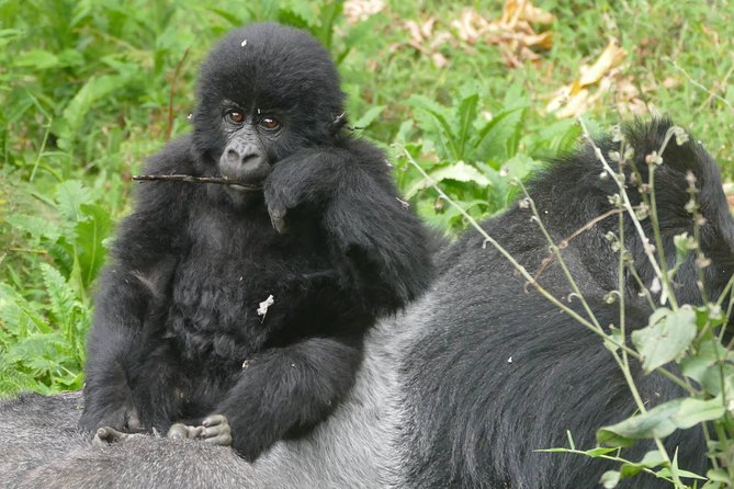 8 Days Amboseli Lake Nakuru Masai Mara Lake Naivasha Safari - Excluded Expenses