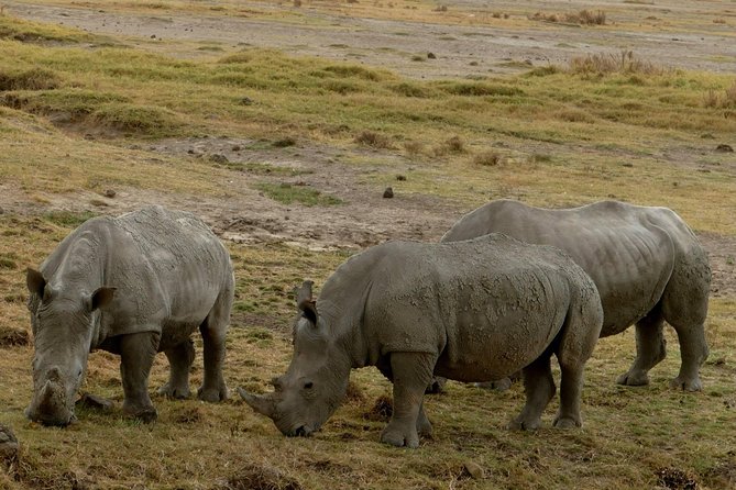 8 Days Amboseli Lake Nakuru Masai Mara Lake Naivasha Safari - Booking Information