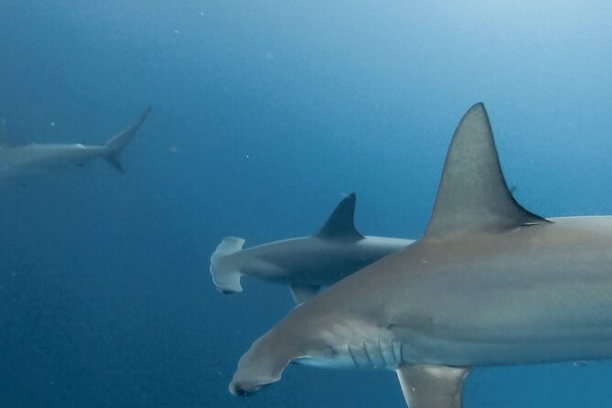 8 Days and 7 Nights Private Tour in Galapagos Islands - Exploring the Islands