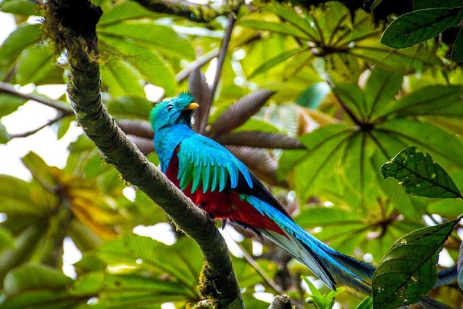 8-Days Costa Rica: Volcano, Tropical Jungles and Cloud Forests - Meeting and Pickup Details