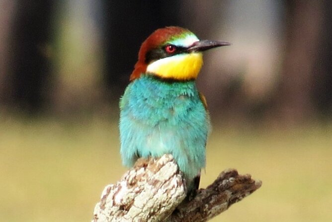 8-Days Discovering Birds of Portugal and Spain From Lisbon - Inclusions