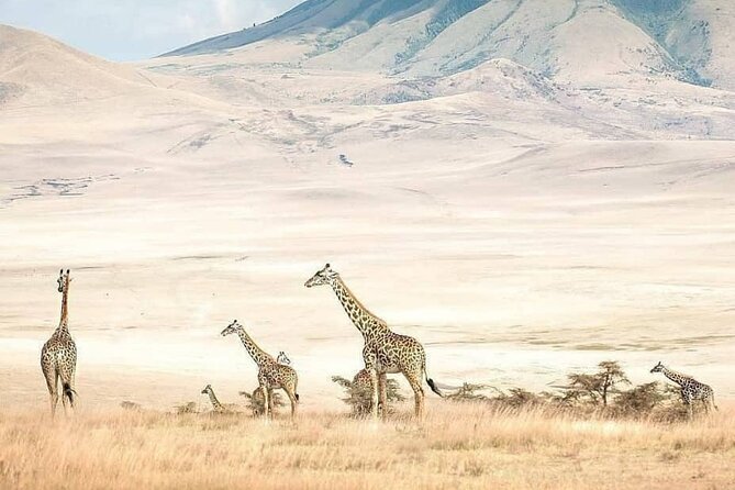 8 Days Fantastic Safari of Tanzania Midrange Tour - Tour Overview