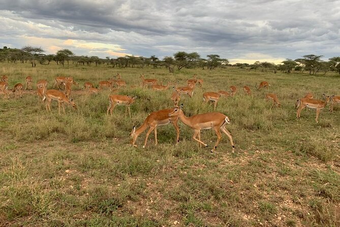 8 Days Fantastic Safari of Tanzania Midrange Tour - Booking Information
