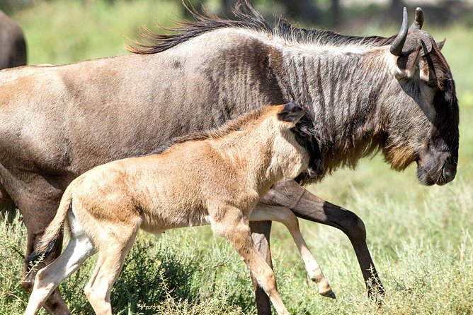8 Days Great Migration - Grumeti River - Meeting and Pickup