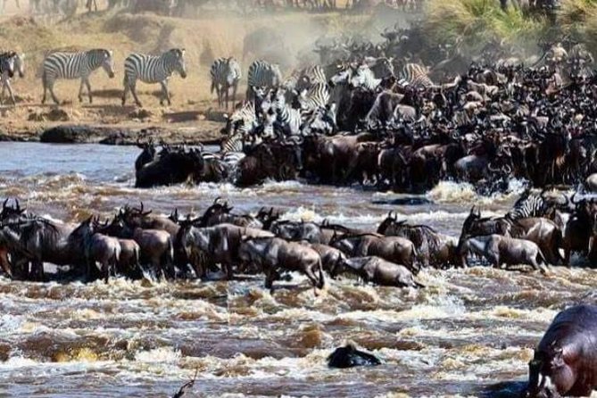 8 Days Great Wildebeest Migration - Mara River Crossing - Witnessing the Wildebeest Migration