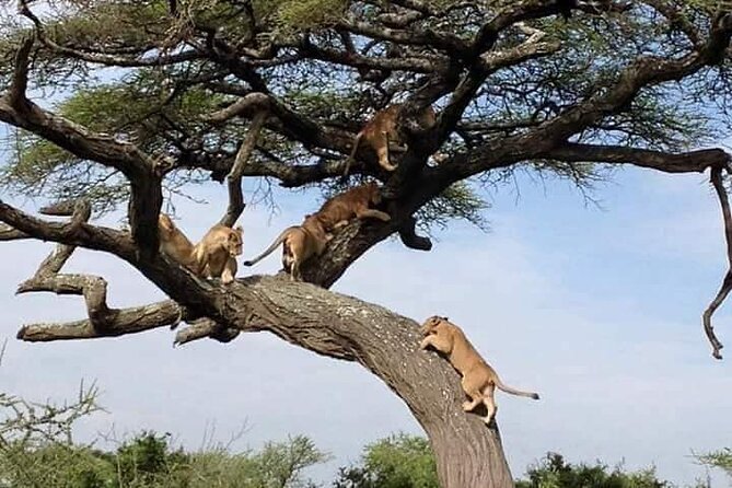 8 Days Green Season Offer - Luxury Serena Safari - Included Meals and Services