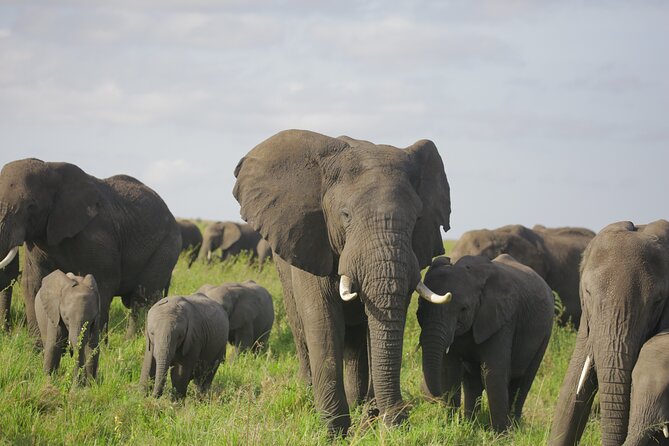 8 Days Green Season Offer - Luxury Serena Safari - Highlight of the Green Season