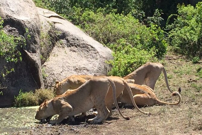 8 Days Green Season Offer - Luxury Serena Safari - Reasons to Book This Offer