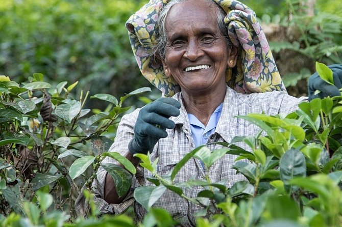 8 Days Guided Cultural Small Group Tour of Sri Lanka - Tour Overview
