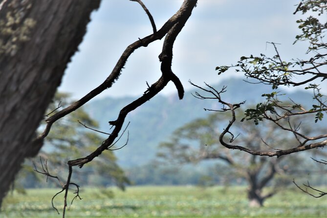 8 Days Hill Country and Coastal Tours in Sri Lanka - Scuba Diving and Snorkeling