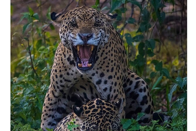 8 Days Jaguars and Pantanal Safari Tour - Itinerary and Meals