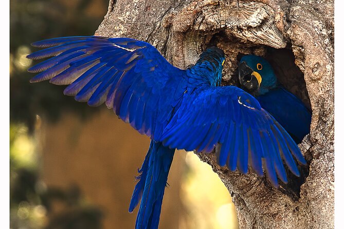 8 Days Jaguars and Pantanal Safari Tour - Pickup Information