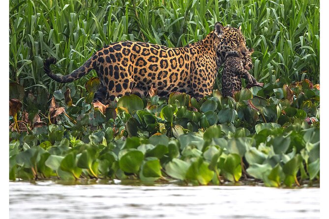 8 Days Jaguars and Pantanal Safari Tour - Captivating Wildlife Encounters