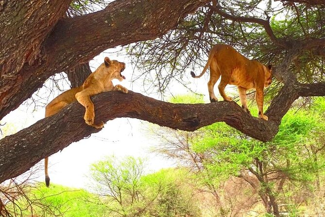 8 Days Kenya Highlights Safari Starting From Nairobi. - Inclusions and Exclusions