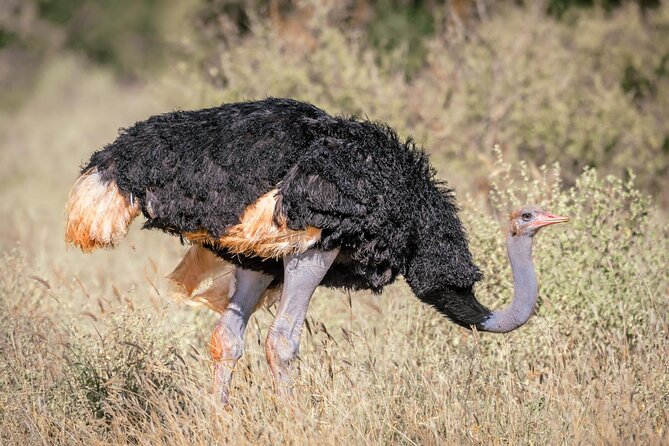 8 Days Kenya Highlights Safari Starting From Nairobi. - Pricing Details