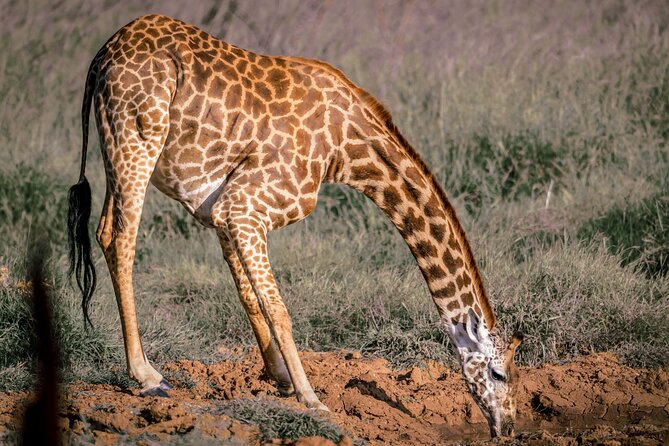 8 Days Kenya Highlights Safari Starting From Nairobi. - Accessibility Features