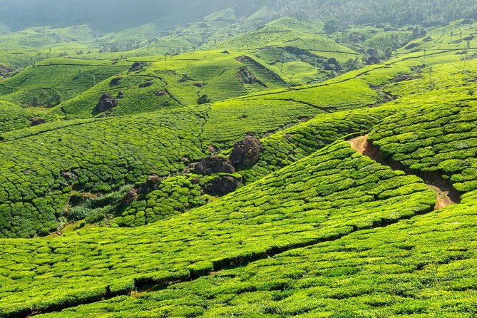 8 Days Kerala Private Tour (3 Star) With Munnar, Houseboat & Cab- Iris Holidays - Meals and Inclusions