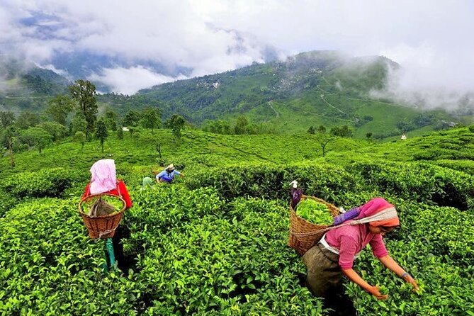 8 Days Kerala Private Tour Covering Kochi- Munnar- Periyar- Alleppey and Kovalam - Unwinding at Kovalam Beach