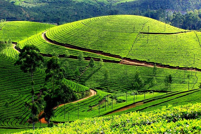 8 Days Kerala Private Tour Covering Kochi- Munnar- Periyar- Alleppey and Kovalam - Departure and International Airport Transfer