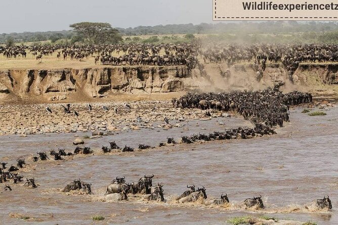 8 Days, Migrations Safari-River Crossing -(July to October) - Cancellation Policy