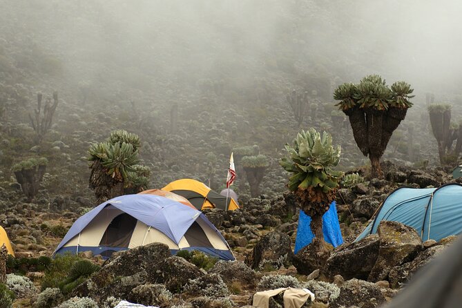 8 Days Mountain Kilimanjaro Lemosho Route - Tailored Day Walks