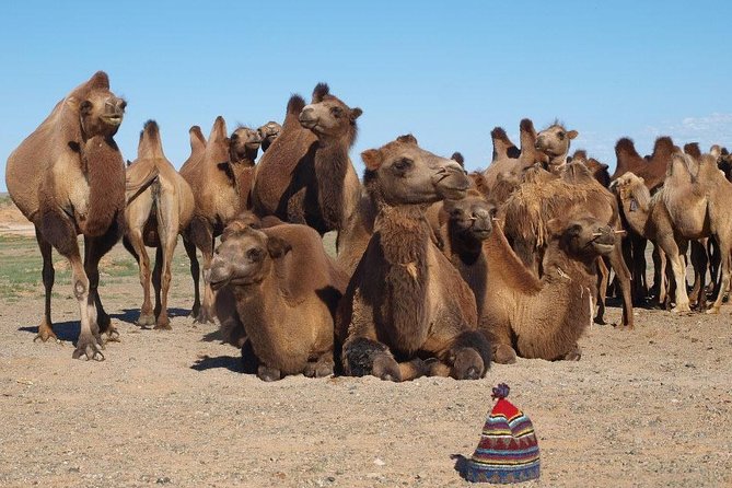 8 Days Naadam Festival and Gobi Desert - Visiting Historical Landmarks