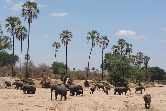 8 Days Safari to Mikumi NP, Ruaha NP and Nyerere NP + Isimila Stone Age Site - Key Points