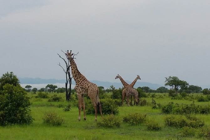 8 Days Safari to Mikumi NP, Ruaha NP and Nyerere NP + Isimila Stone Age Site - Pickup Information