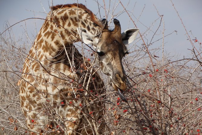 8 Days Safari to Mikumi NP, Ruaha NP and Nyerere NP + Isimila Stone Age Site - Traveler Information