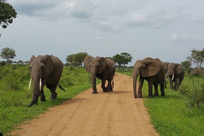 8 Days Safari to Mikumi NP, Ruaha NP and Nyerere NP + Isimila Stone Age Site - Destinations: Mikumi National Park