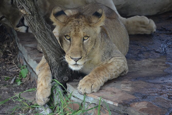 8 Days Safari to Mikumi NP, Ruaha NP and Nyerere NP + Isimila Stone Age Site - Destinations: Ruaha National Park