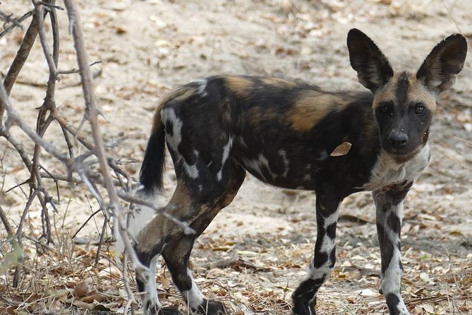 8 Days Safari to Mikumi NP, Ruaha NP and Nyerere NP + Isimila Stone Age Site - Destinations: Nyerere National Park and Isimila Stone Age Site