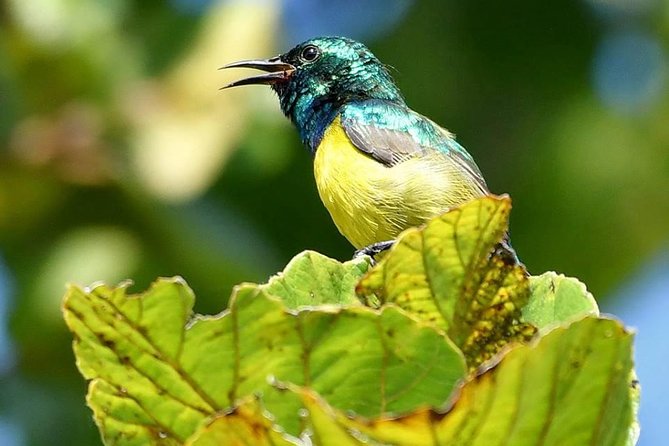 8 Days Safari to Mikumi, Ruaha & Udzungwa Mountains - Ruaha National Park
