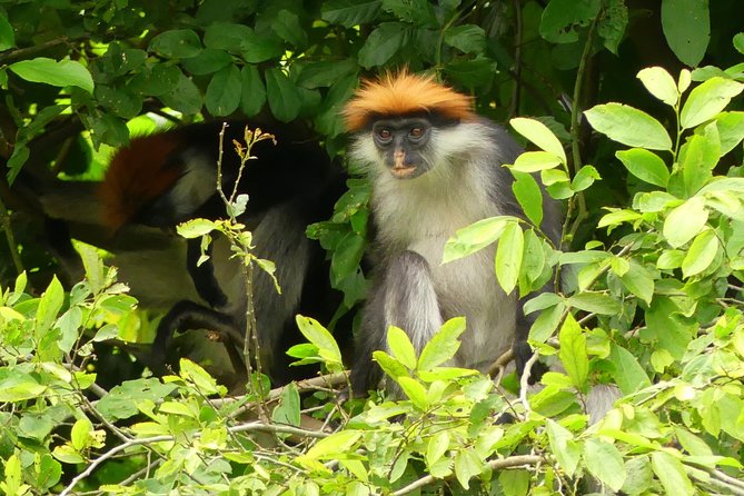 8 Days Safari to Mikumi, Ruaha & Udzungwa Mountains - Udzungwa Mountains