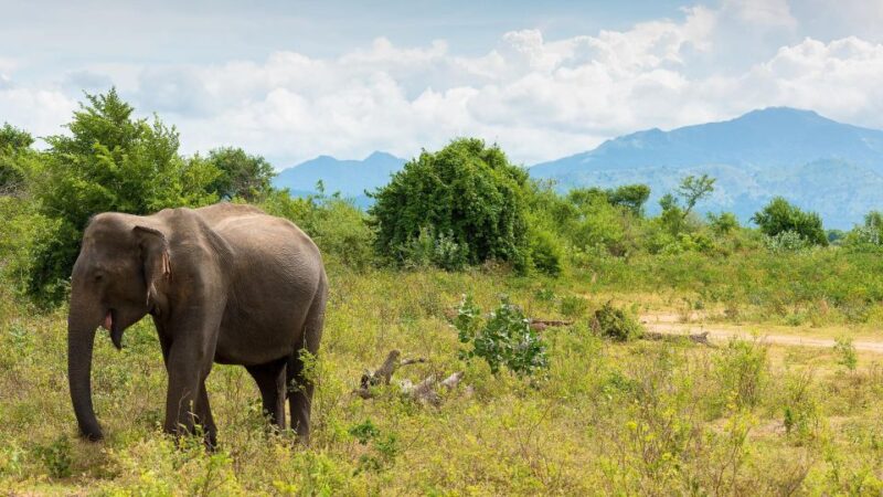 8 Days: Sri Lanka Round Tour 7 Nights Exploration Customize - Meeting Point