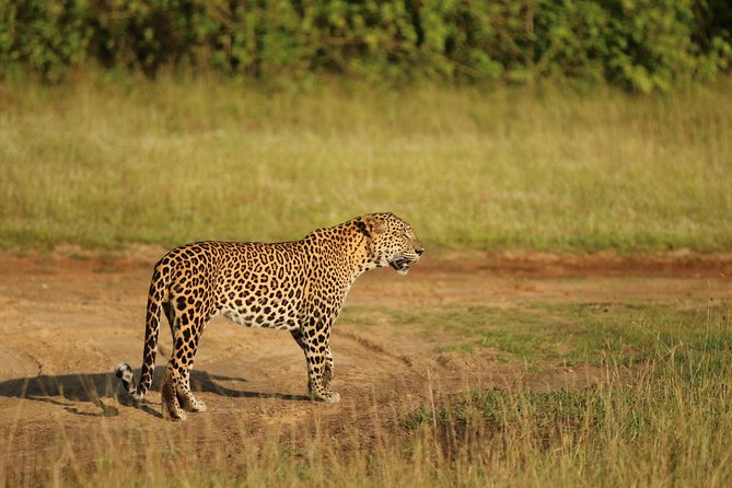 8 Days Sri Lanka Round Tours With Privet Driver, Vehicle and H/B Accommodations - Traveler Reviews
