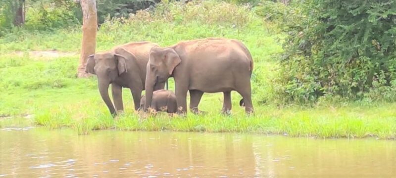 8 Days - Sri Lanka Sightseeing Tour - Whale Watching and Coastal Exploration