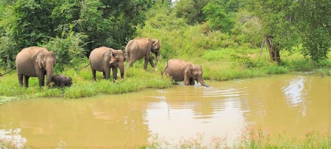 8 Days - Sri Lanka Sightseeing Tour - Frequently Asked Questions