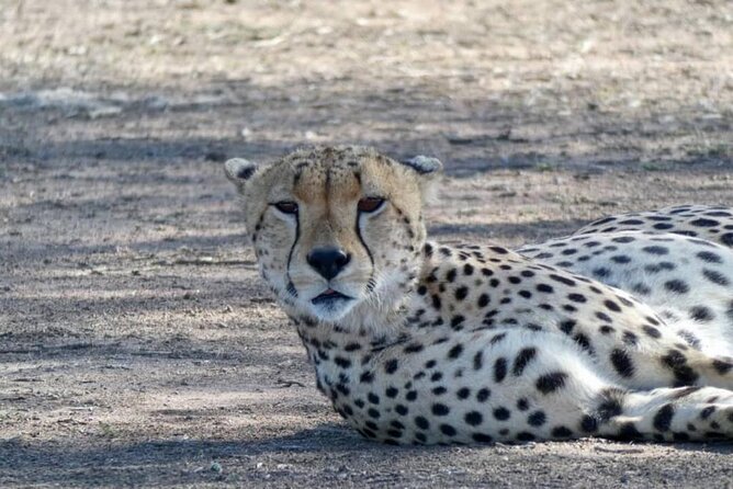 8 Days Tanzania Adventure Tented Camps Safari - Inclusions and Exclusions