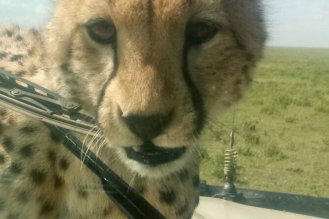 8 Days Tanzania Adventure Tented Camps Safari - Tips for Travelers