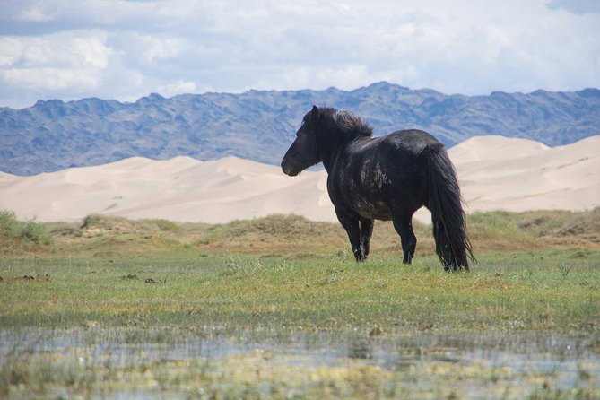 8 Days Tour: Gobi Desert And Kharkhorin - Daily Itinerary