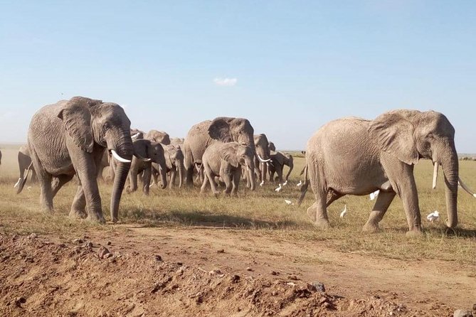 8 Days: Tsavo East National Park Amboseli, Nakuru, Maasai Mara Park - Highlights of Tsavo East